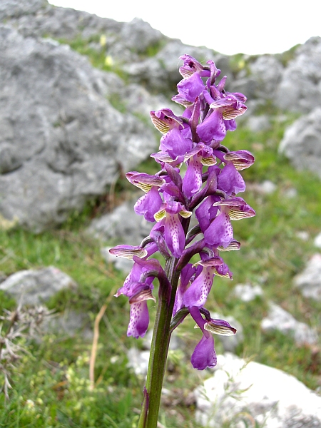 orchis morio......